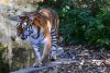 Tierpark Hellabrunn fordert RÃ¼cksichtnahme auf Tiere an Silvester